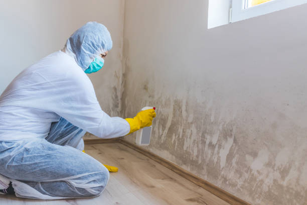 Licensed Mold Remediation service in Metuchen, NJ - WQB Mold Removal